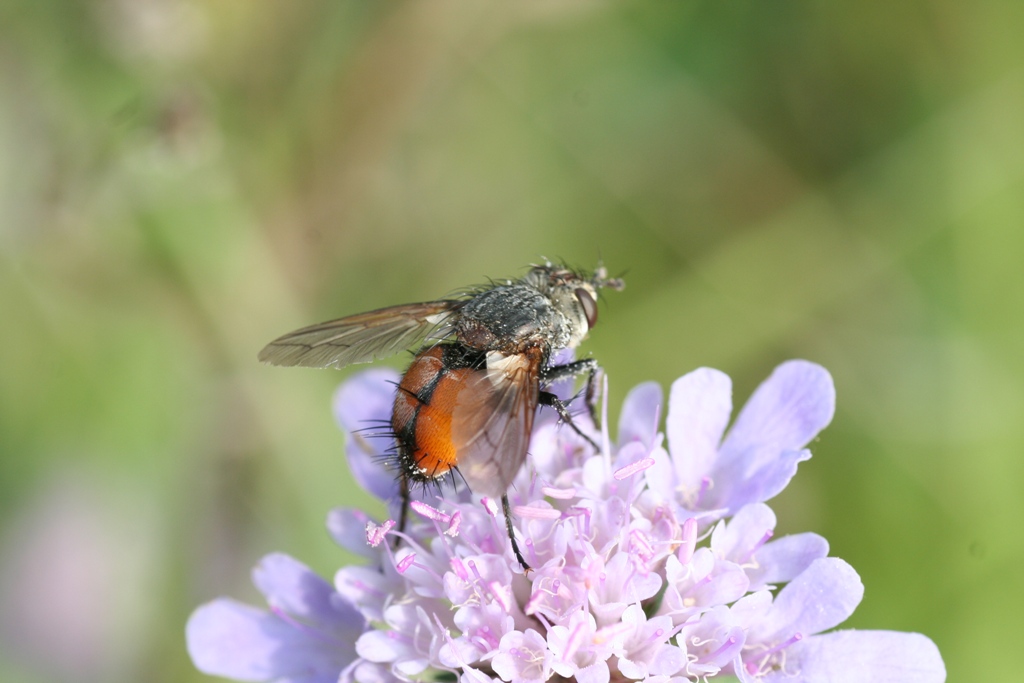 Peleteria rubescens (Tachinidae)