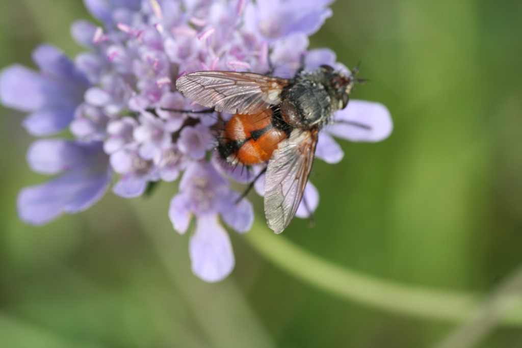 Peleteria rubescens (Tachinidae)