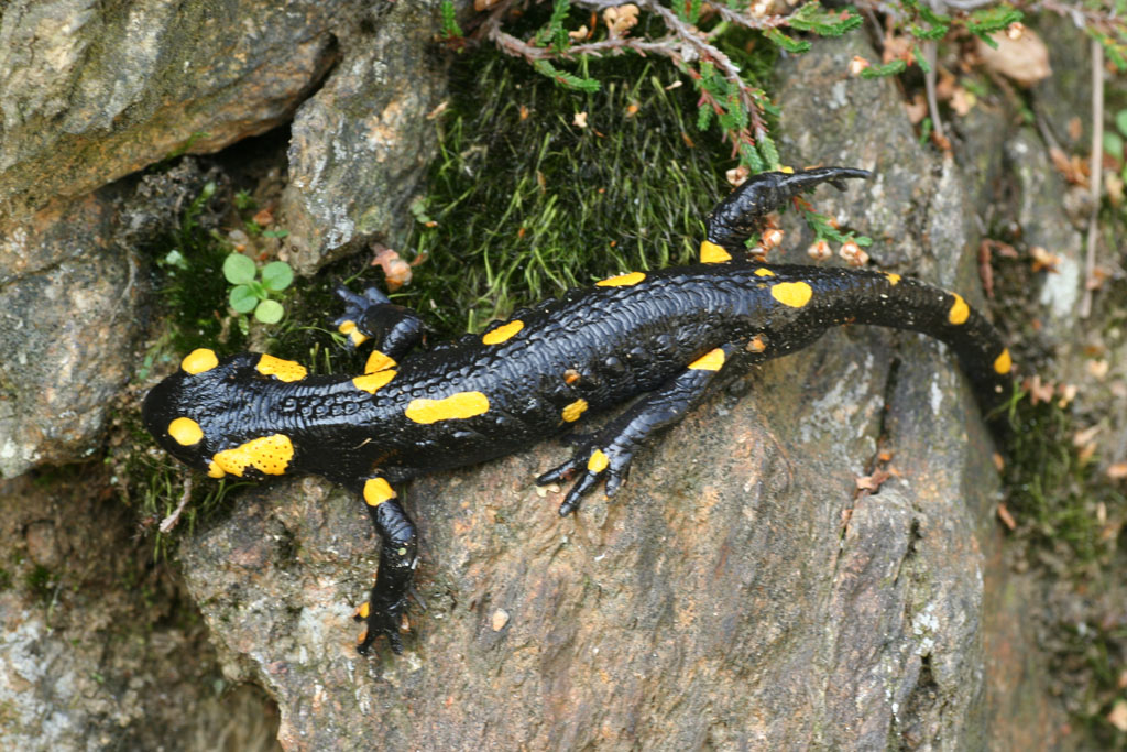 Salamandra salamandra