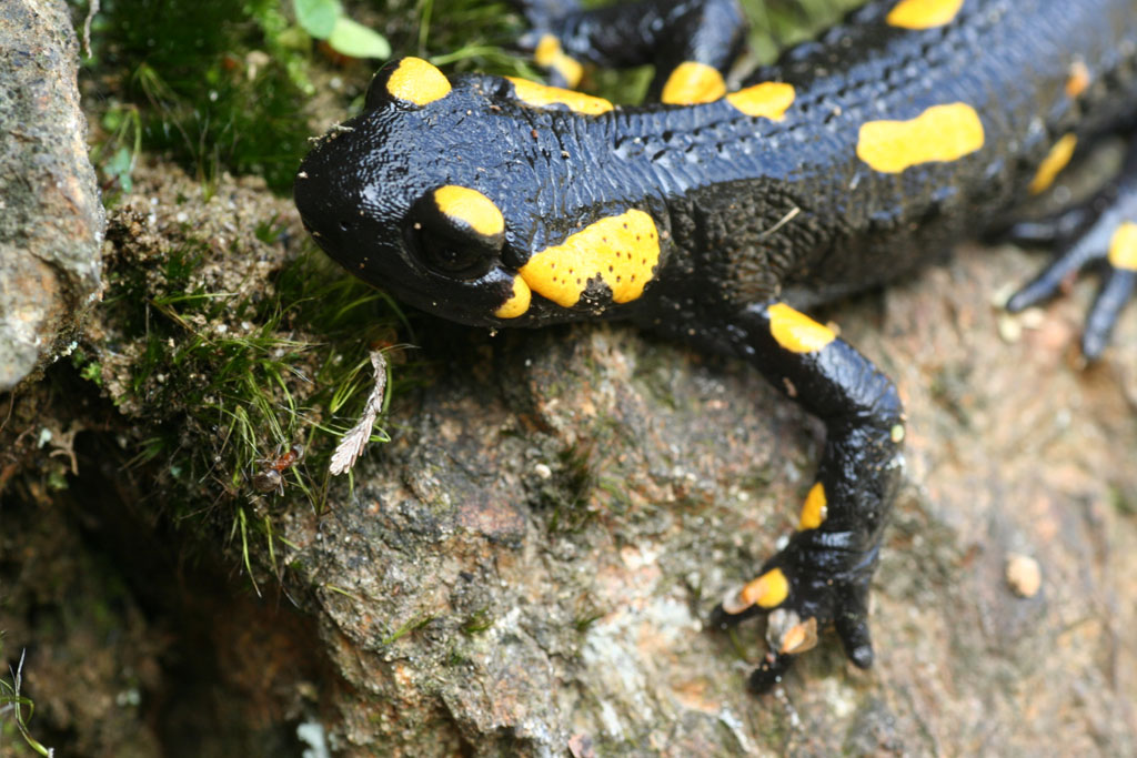 Salamandra salamandra