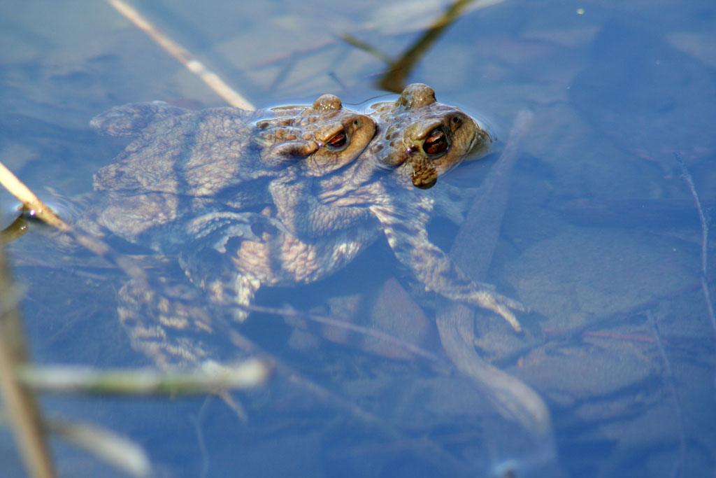 Una volta ero un Principe...........Bufo bufo