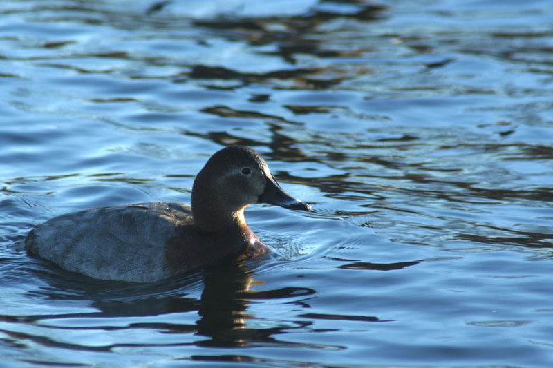 Moriglione (Aythya ferina)