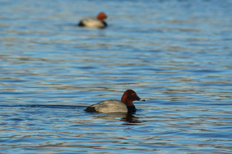 Moriglione (Aythya ferina)