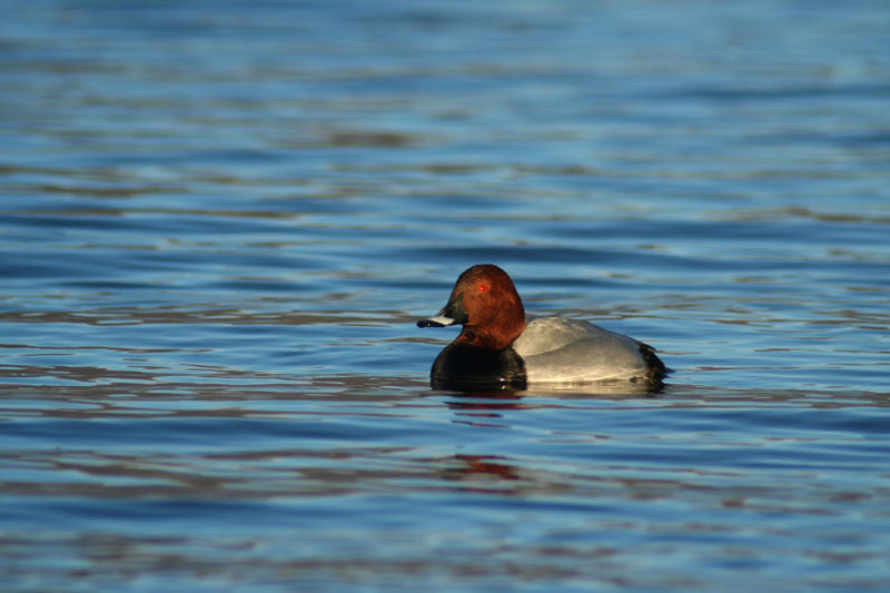 Moriglione (Aythya ferina)