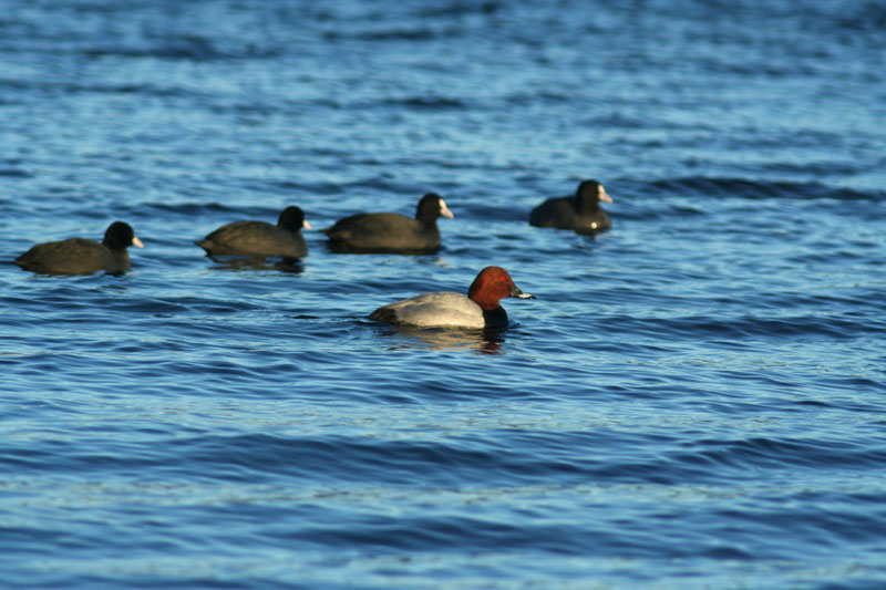 Moriglione (Aythya ferina)