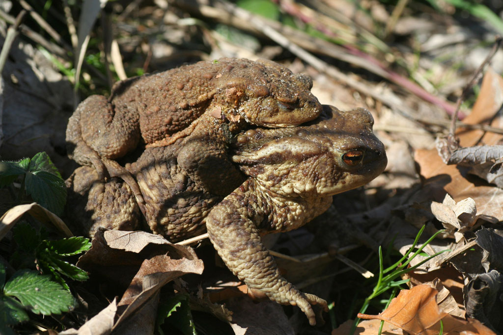 Una volta ero un Principe...........Bufo bufo