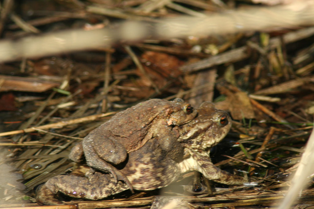 Una volta ero un Principe...........Bufo bufo