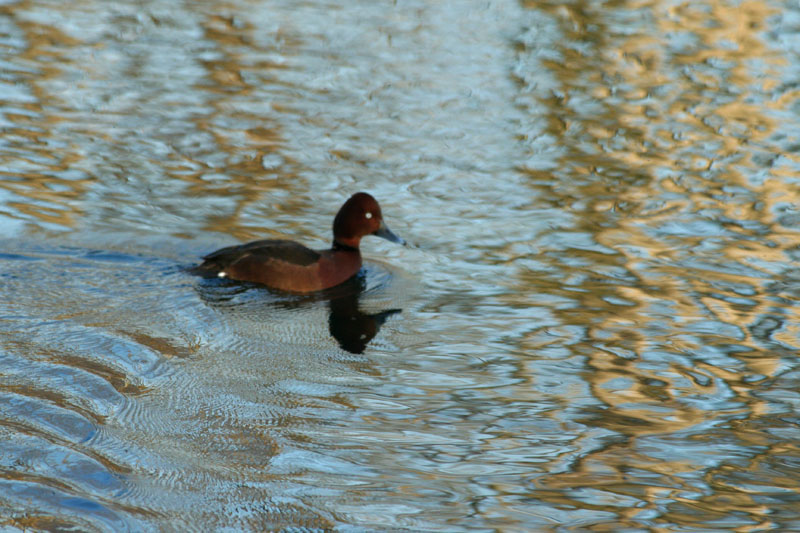 Moretta tabaccata (Aythya nyroca)