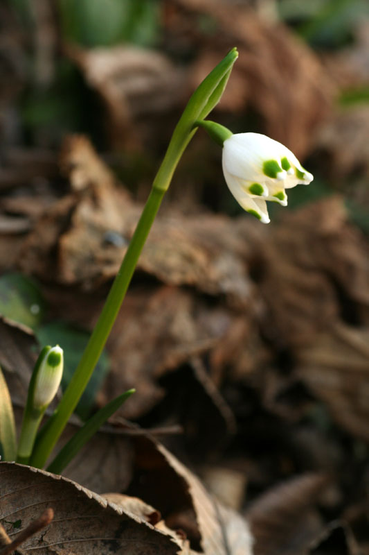 Leucojum vernum / Campanelle comuni