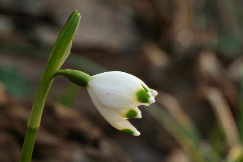 Leucojum vernum / Campanelle comuni