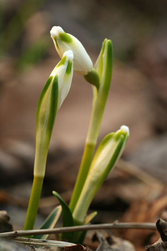 Leucojum vernum / Campanelle comuni