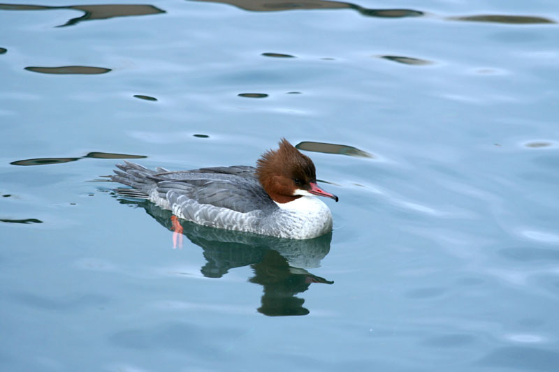 Smergo maggiore / Mergus merganser