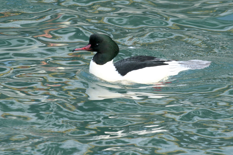 Smergo maggiore / Mergus merganser