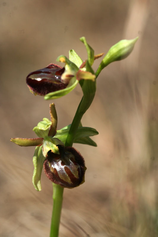 Ophrys sphegodes /....strepitosa variabilit della specie!!!