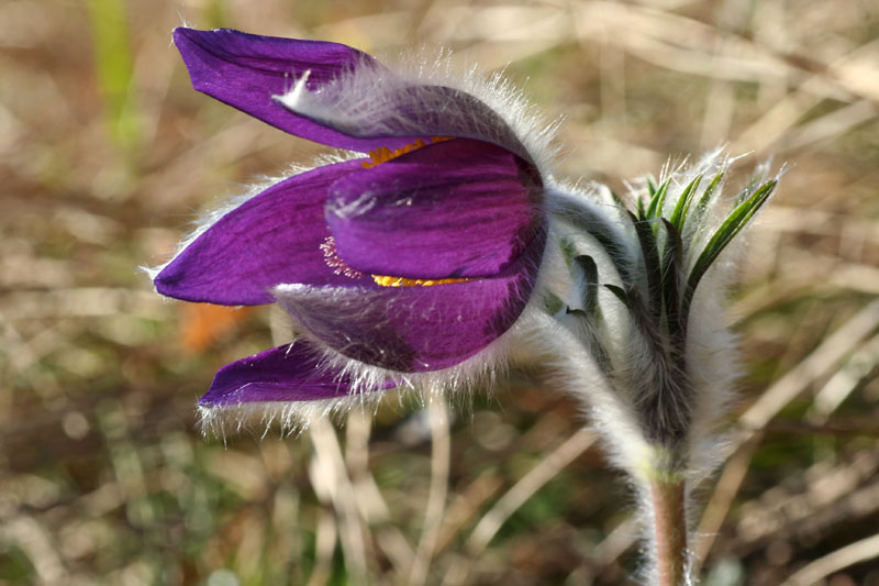 Pulsatilla montana / Pulsatilla comune