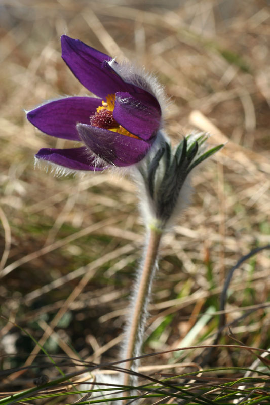 Pulsatilla montana / Pulsatilla comune