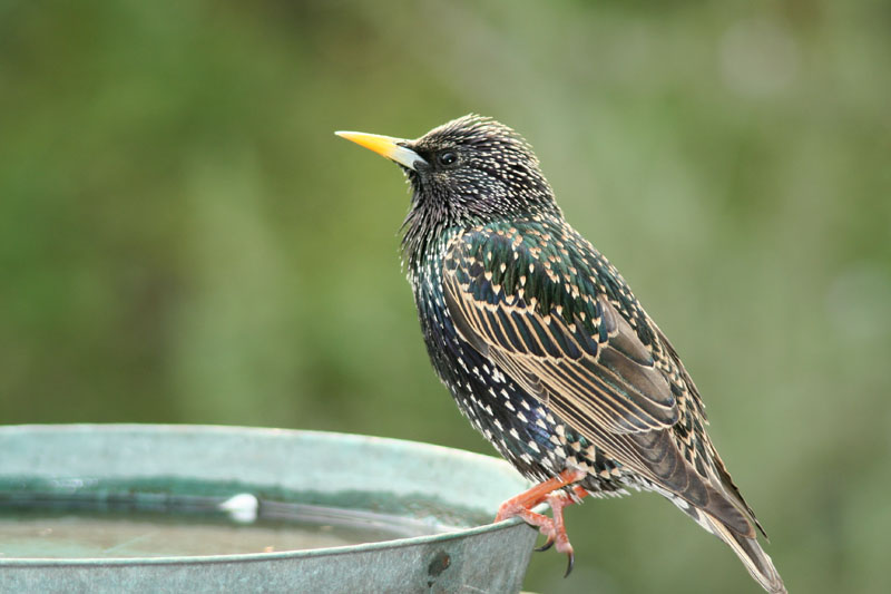 bellezze al bagno - Storno / Sturnus vulgaris