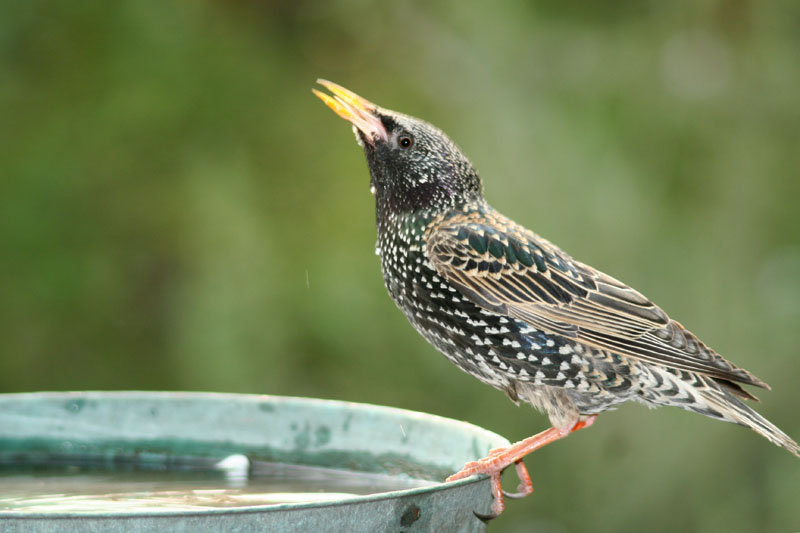 bellezze al bagno - Storno / Sturnus vulgaris