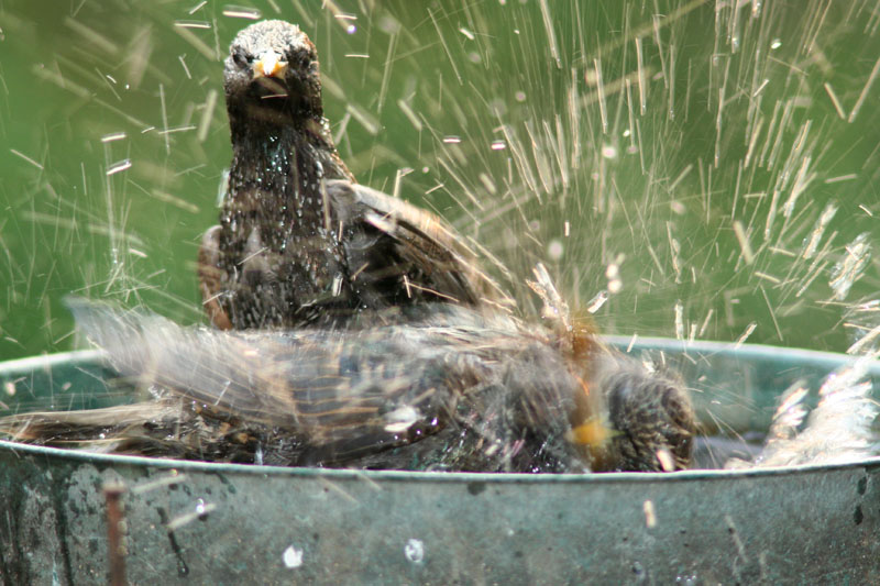 bellezze al bagno - Storno / Sturnus vulgaris