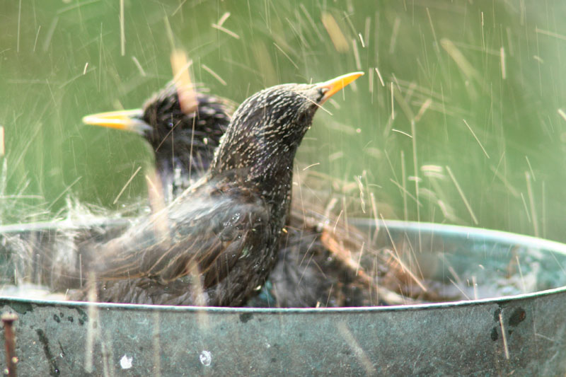 bellezze al bagno - Storno / Sturnus vulgaris