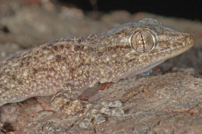 Tarentola mauritanica