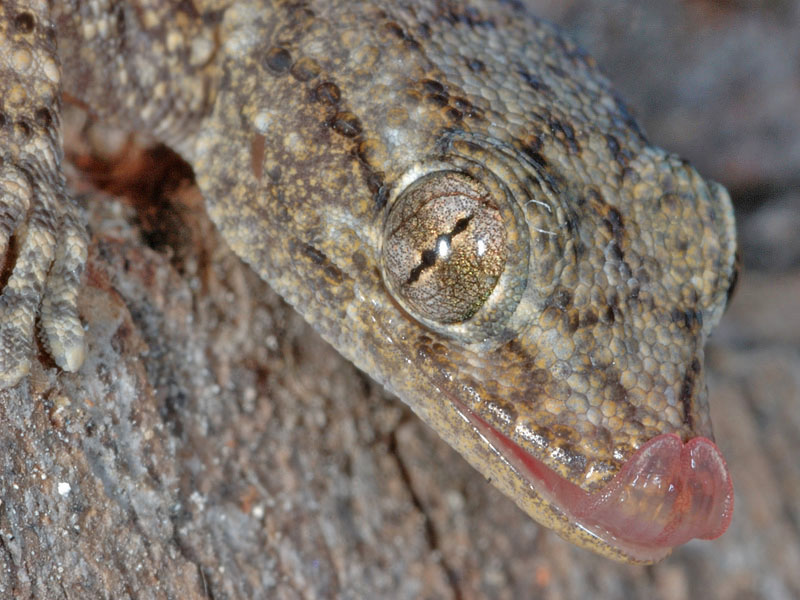 Tarentola mauritanica