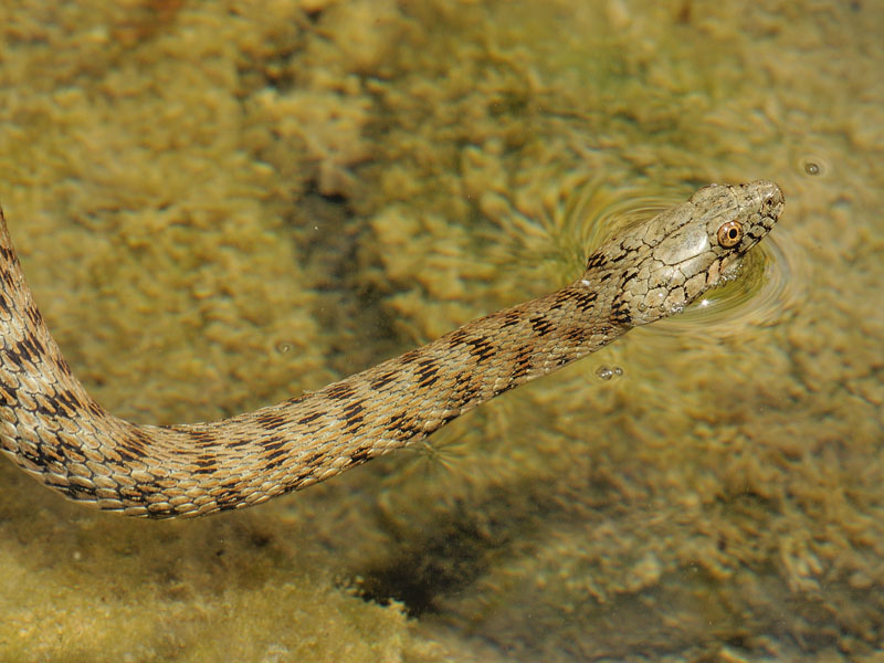 Natrix tessellata