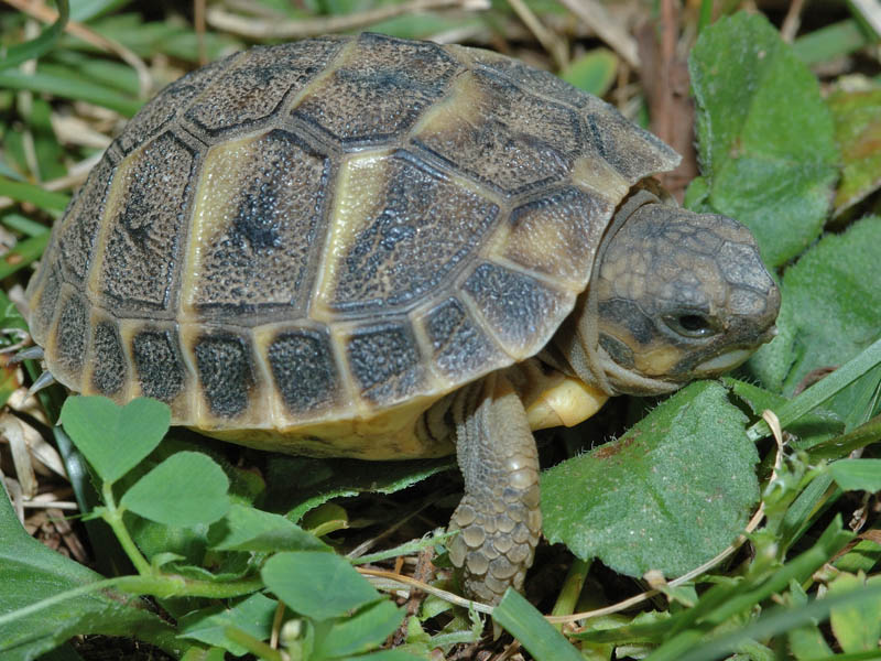 Testuggine terrestre Testudo hermanni hermanni