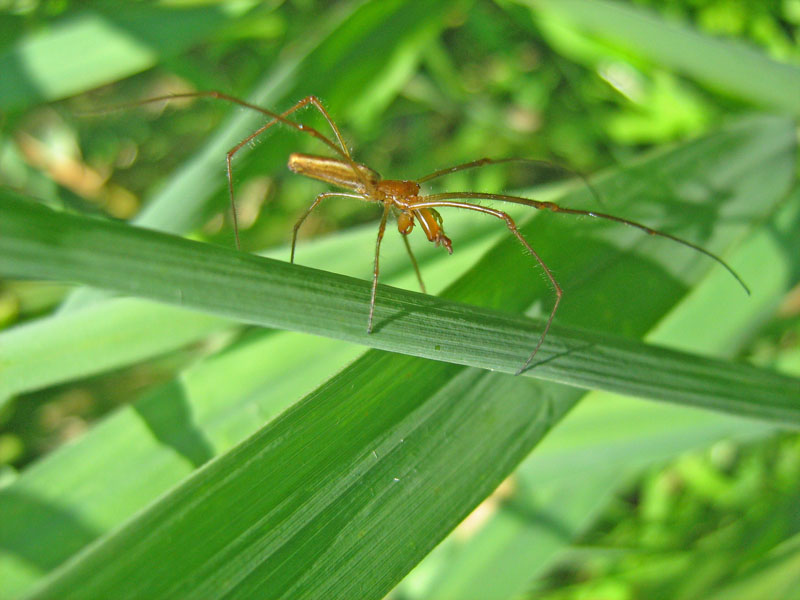 Tetragnatha sp.