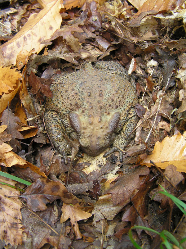 Baciami!!! - Bufo bufo