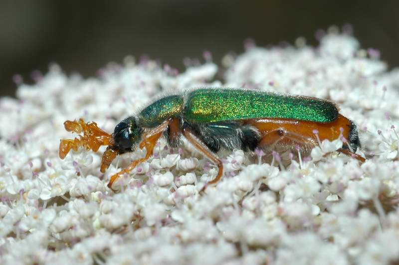 Coleoptera bello e bizzarro: Cerocoma schreberi (Meloidae)