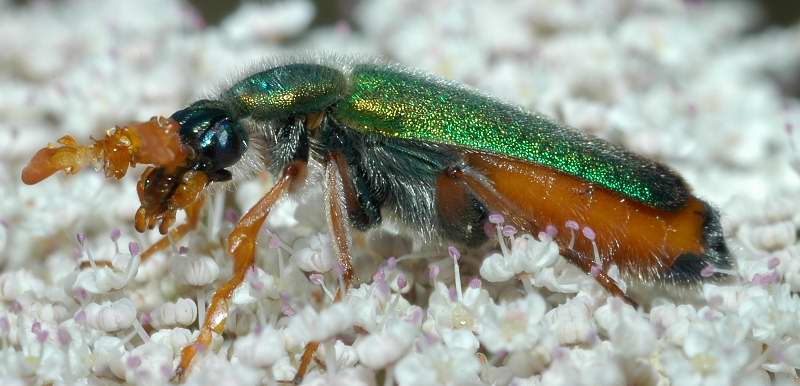 Coleoptera bello e bizzarro: Cerocoma schreberi (Meloidae)