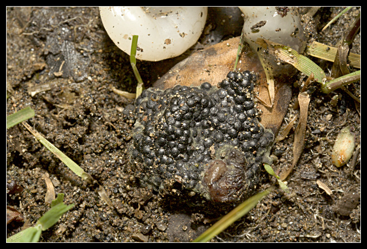 resti della predazione di una rana femmina