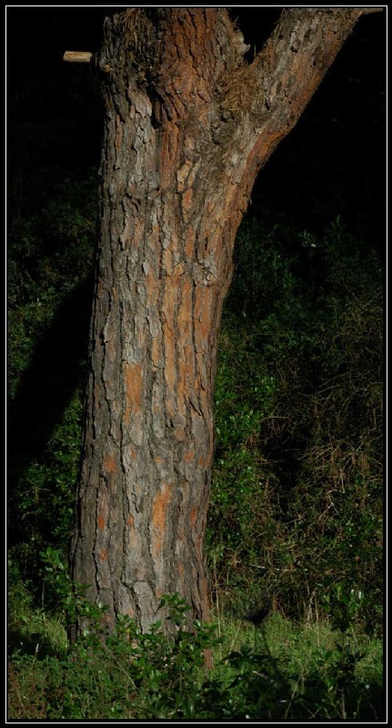 La Pineta di Procoio