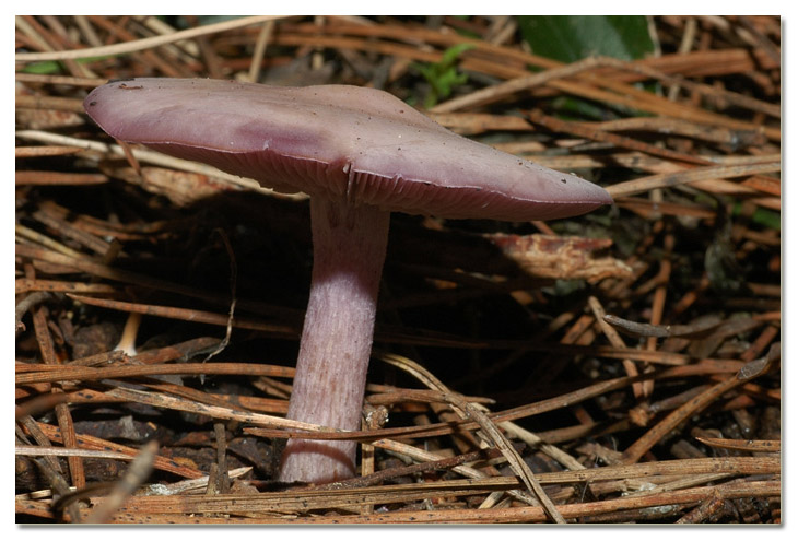 I funghi della Pineta di Procoio