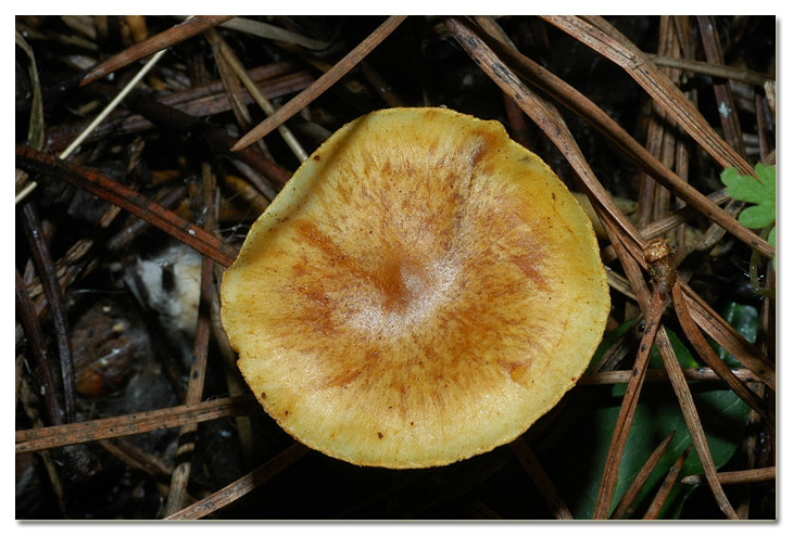 I funghi della Pineta di Procoio