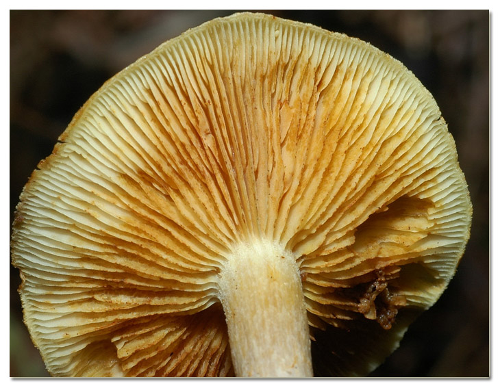 I funghi della Pineta di Procoio