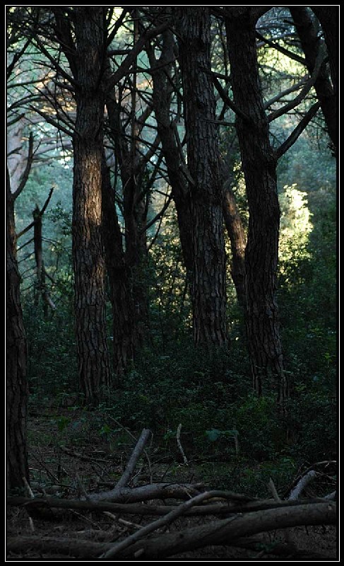 La Pineta di Procoio