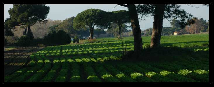 La Pineta di Procoio