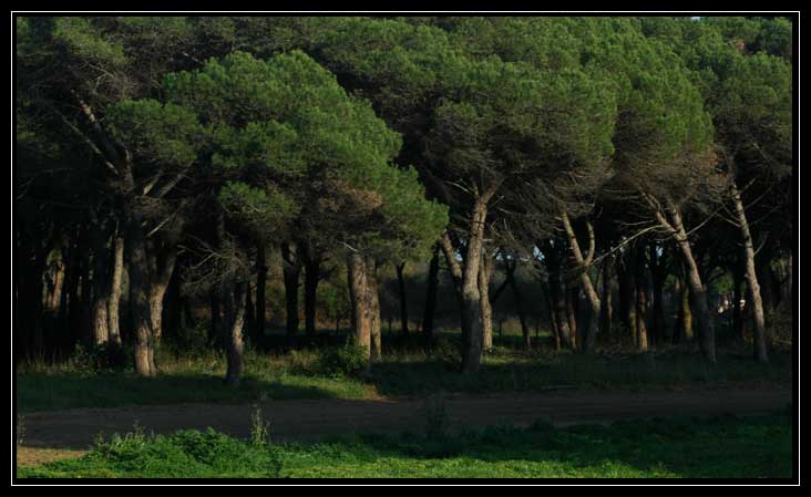 La Pineta di Procoio