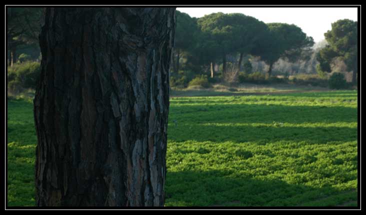 La Pineta di Procoio