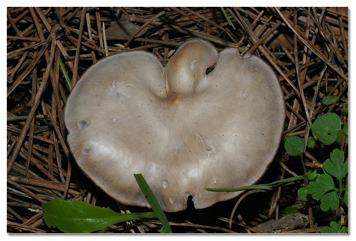 I funghi della Pineta di Procoio