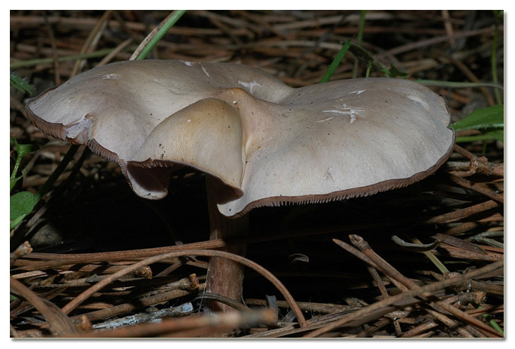 I funghi della Pineta di Procoio