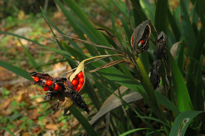 Chamaeiris foetidissima (=Iris foeditissima) / Giaggiolo puzzolente