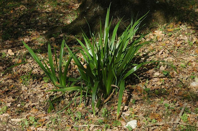 Chamaeiris foetidissima (=Iris foeditissima) / Giaggiolo puzzolente