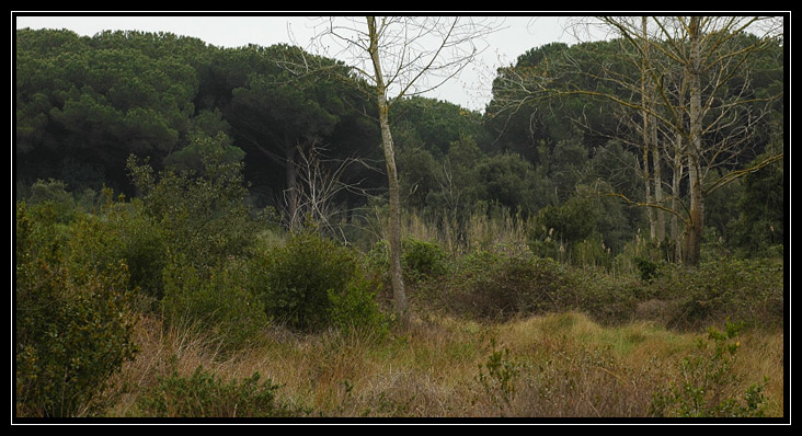 La Pineta di Procoio