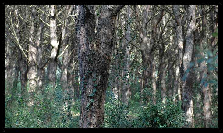 La Pineta di Procoio