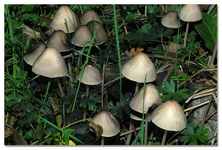 Piccola escursione in bosco di pianura