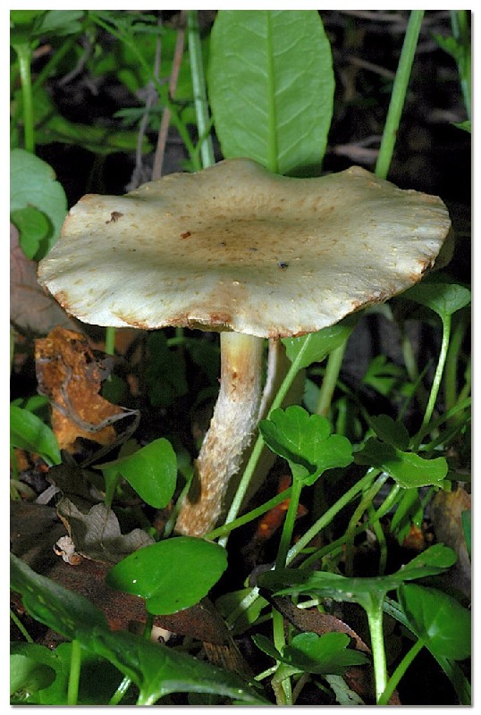 Piccola escursione in bosco di pianura