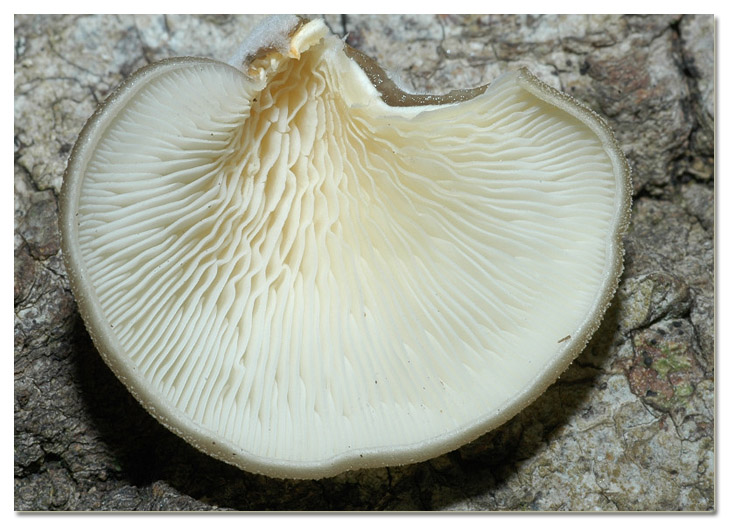 Piccola escursione in bosco di pianura